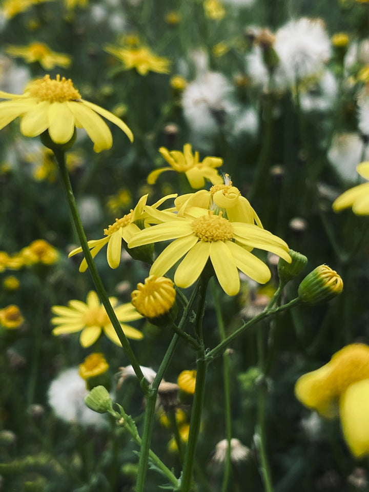 Farvegåseurt – Anthemis tinctoria