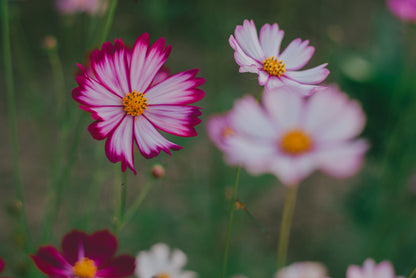 Cosmos bipinnatus 'Daydream'