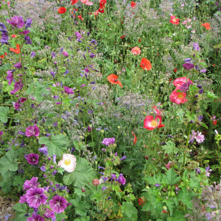 Biblomst skyggebed i blomst – blomster til halvskygge og skygge