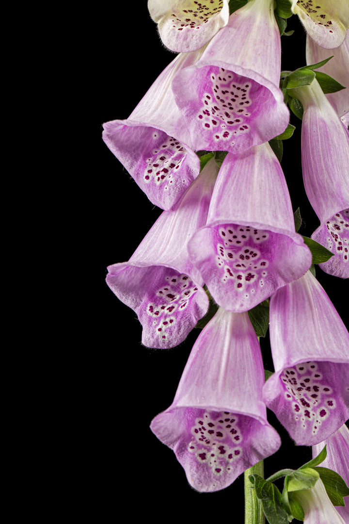 Fingerbøl farvemix - digitalis