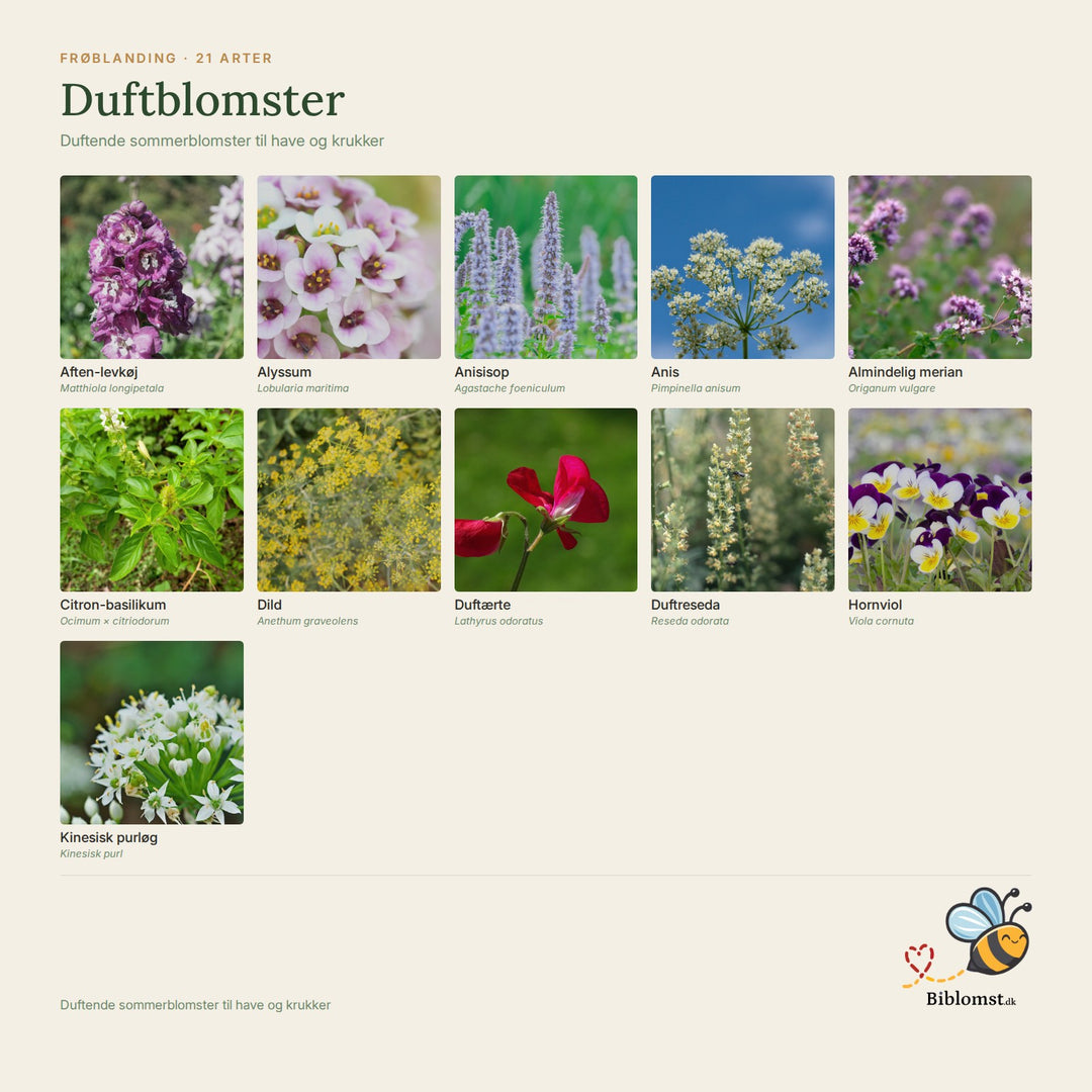 Biblomst duftblomster – oversigt over arterne i blandingen (1)