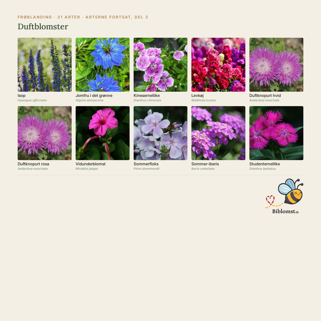 Biblomst duftblomster – oversigt over arterne i blandingen (2)
