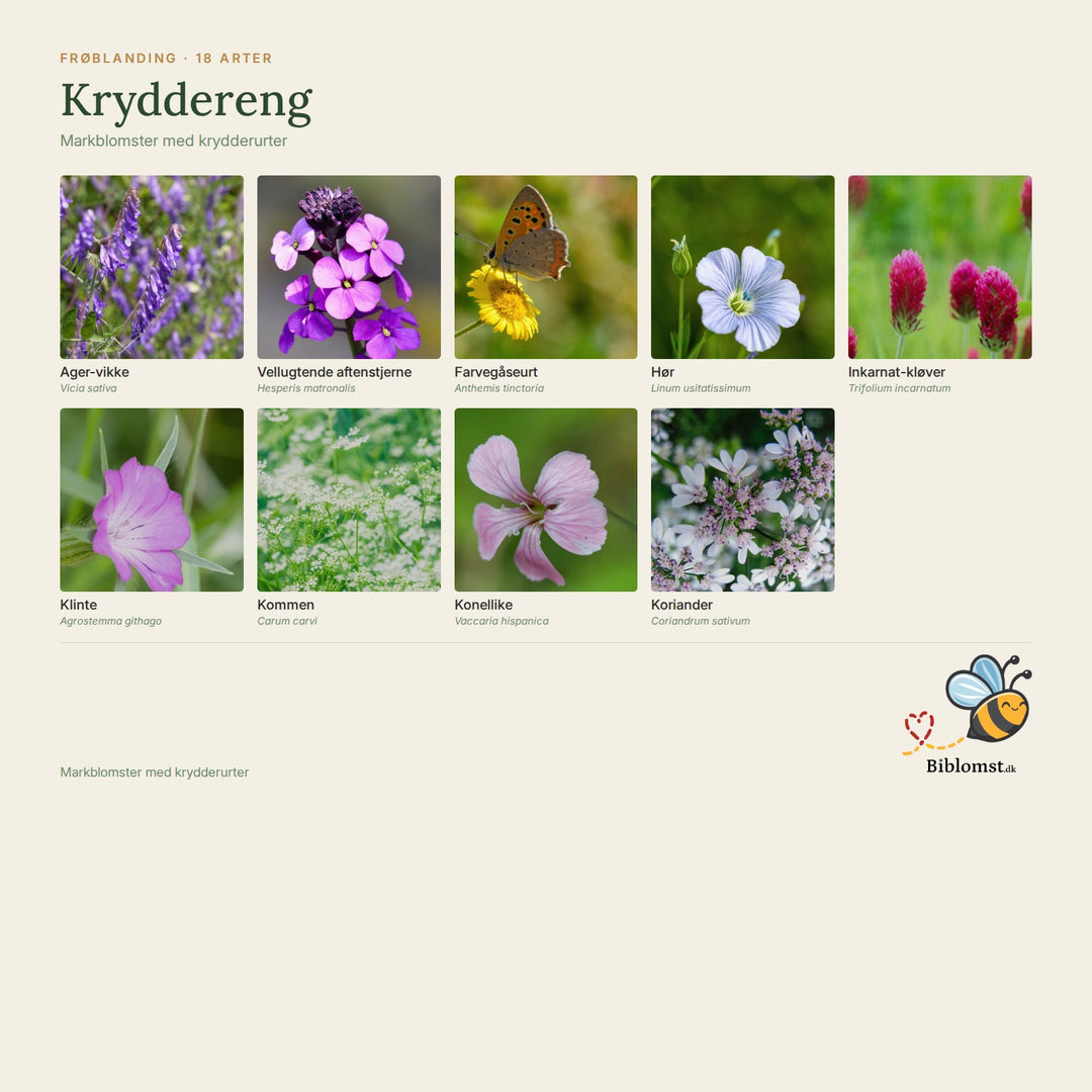 Biblomst kryddereng – oversigt over arterne i blandingen (1)