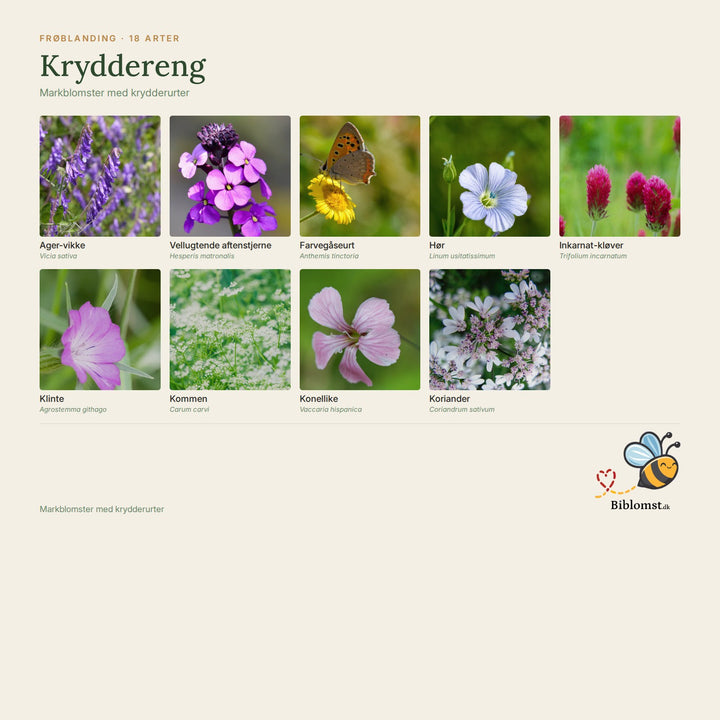 Biblomst kryddereng – oversigt over arterne i blandingen (1)