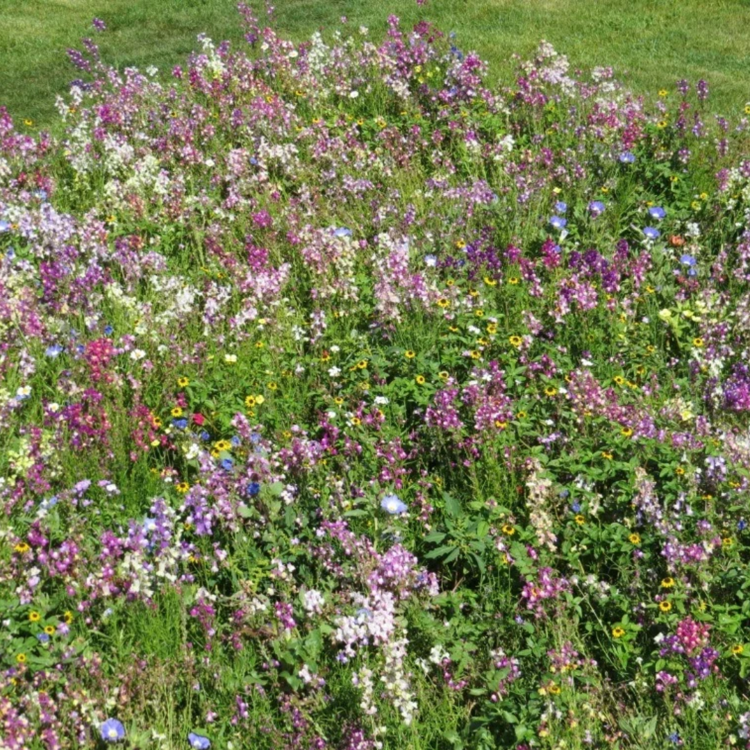 Biblomst bunddække i blomst – lavt blomstertæppe i stedet for græs