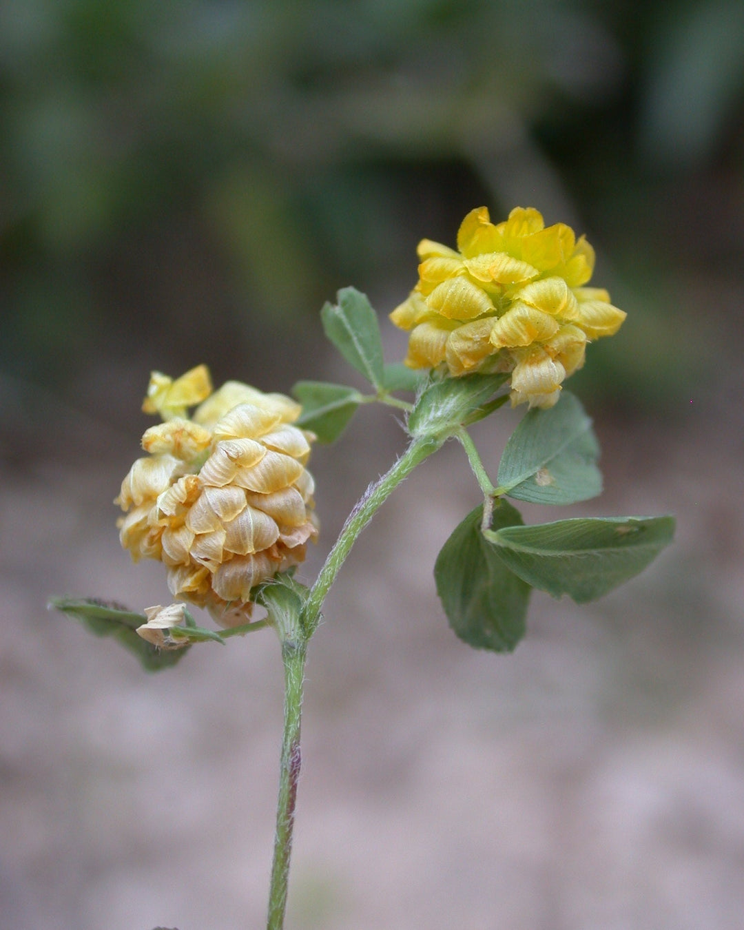 Gul kløver, Trifolium campestre, hele planten med trekoblede blade