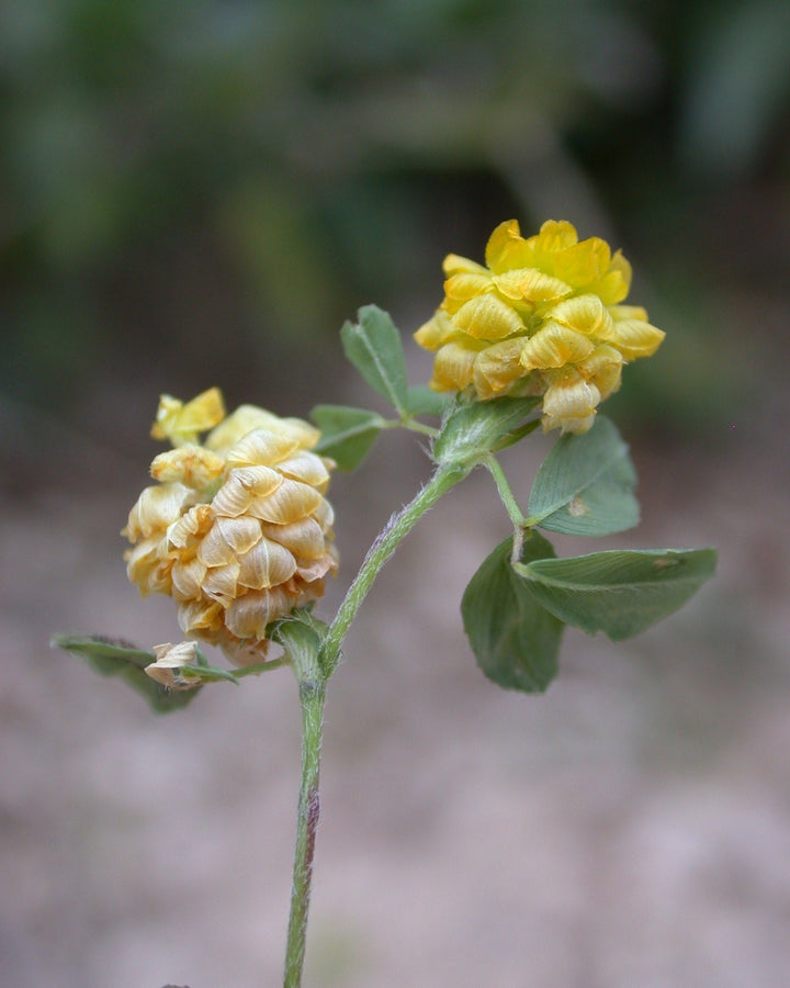 Gul kløver, Trifolium campestre, hele planten med trekoblede blade