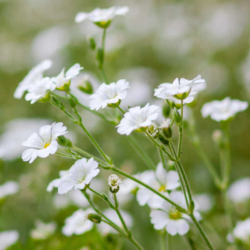 Brudeslør Storblomstret  - Baby's Breath - Gypsophila elegans