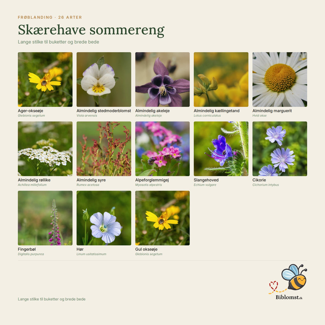 Biblomst skærehave sommereng – oversigt over arterne i blandingen (1)