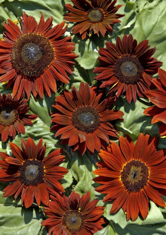 Solsikke 'Ruby' F1 Helianthus annuus