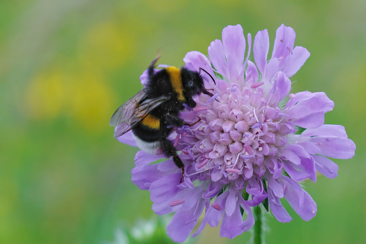 Jordhumle på blåhat (Knautia arvensis)