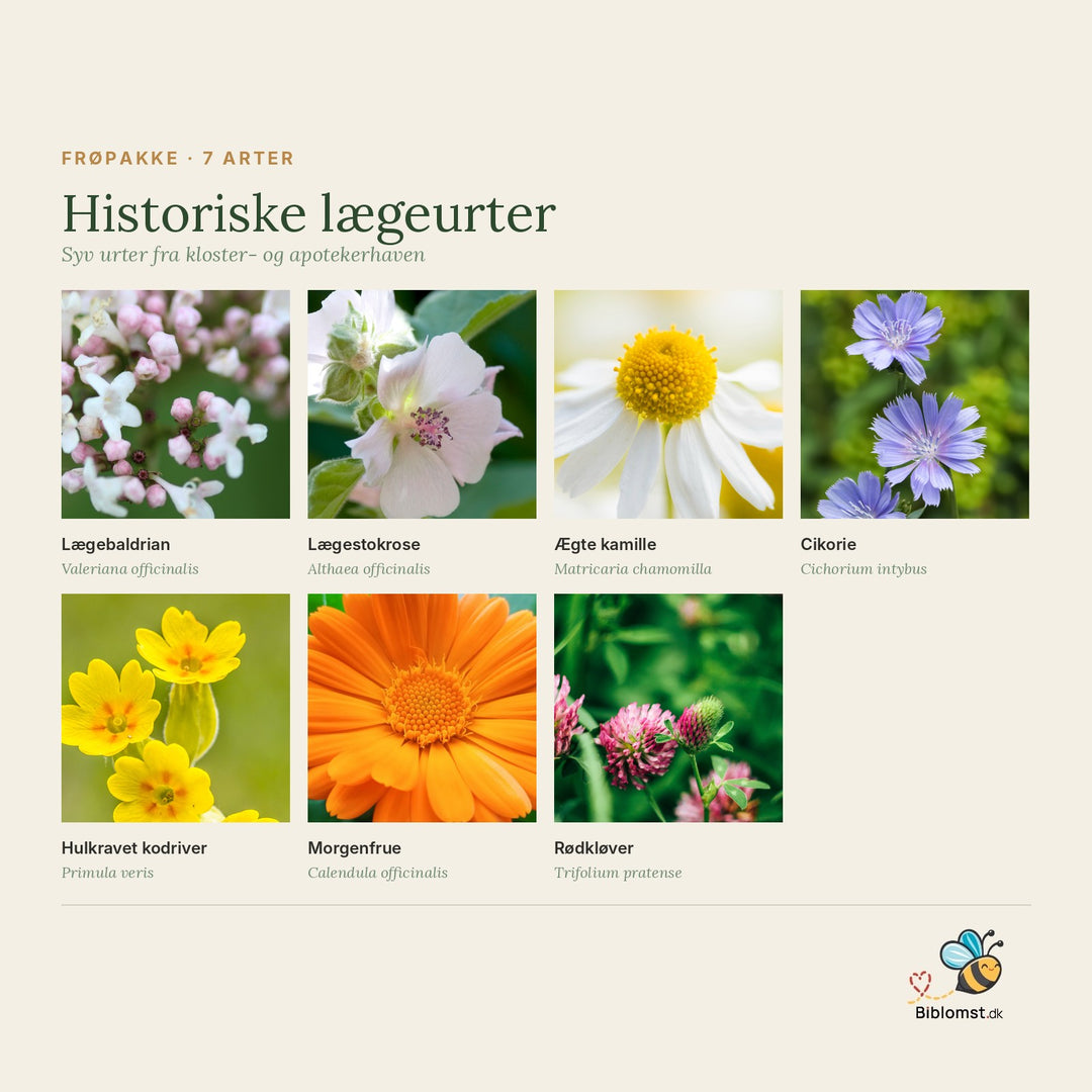 Historiske lægeurter – oversigt over de syv urter i pakken