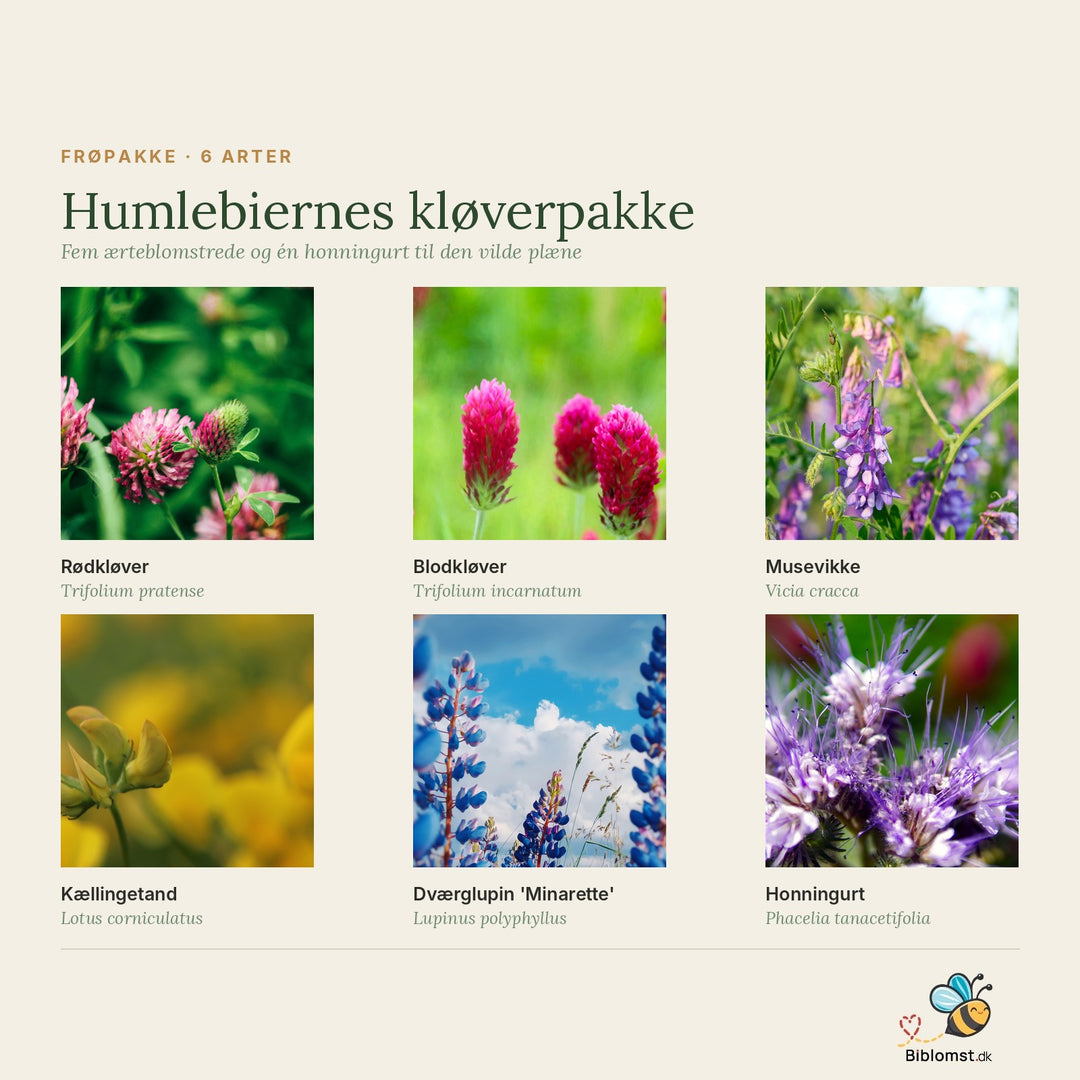 Humlebiernes kløverpakke – oversigt over de seks arter i pakken