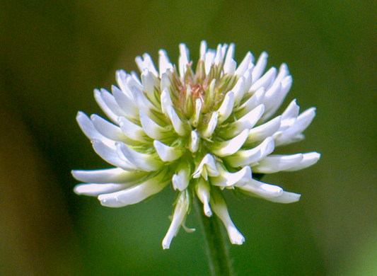 Hvidkløver - Trifolium repens