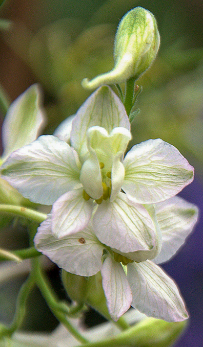 Hvid Ridderspore – Delphinium consolida (også kendt som Consolida ajacis)