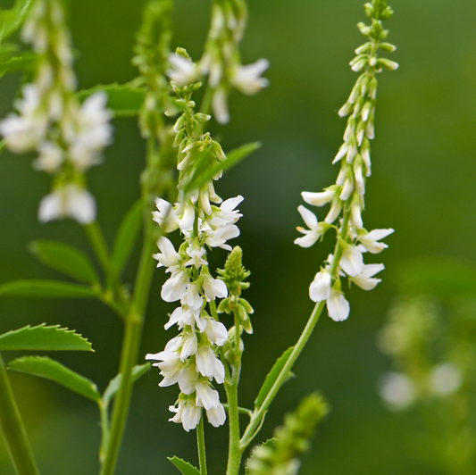 Hvid Stenkløver - Melilotus albus