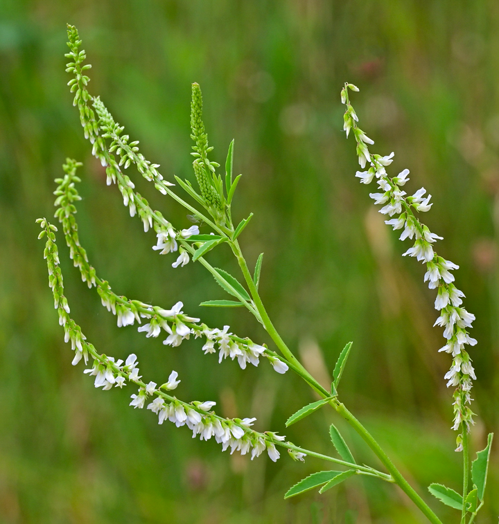 Hvid Stenkløver - Melilotus albus