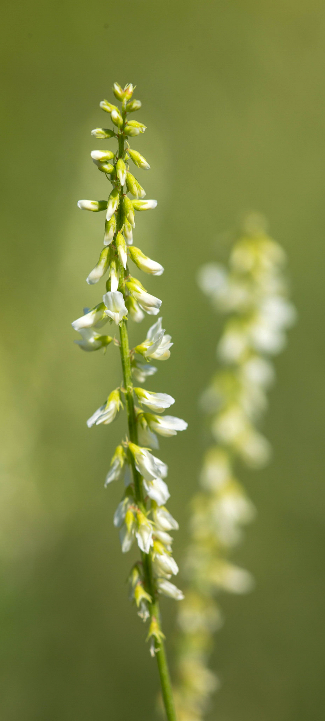 Hvid Stenkløver - Melilotus albus