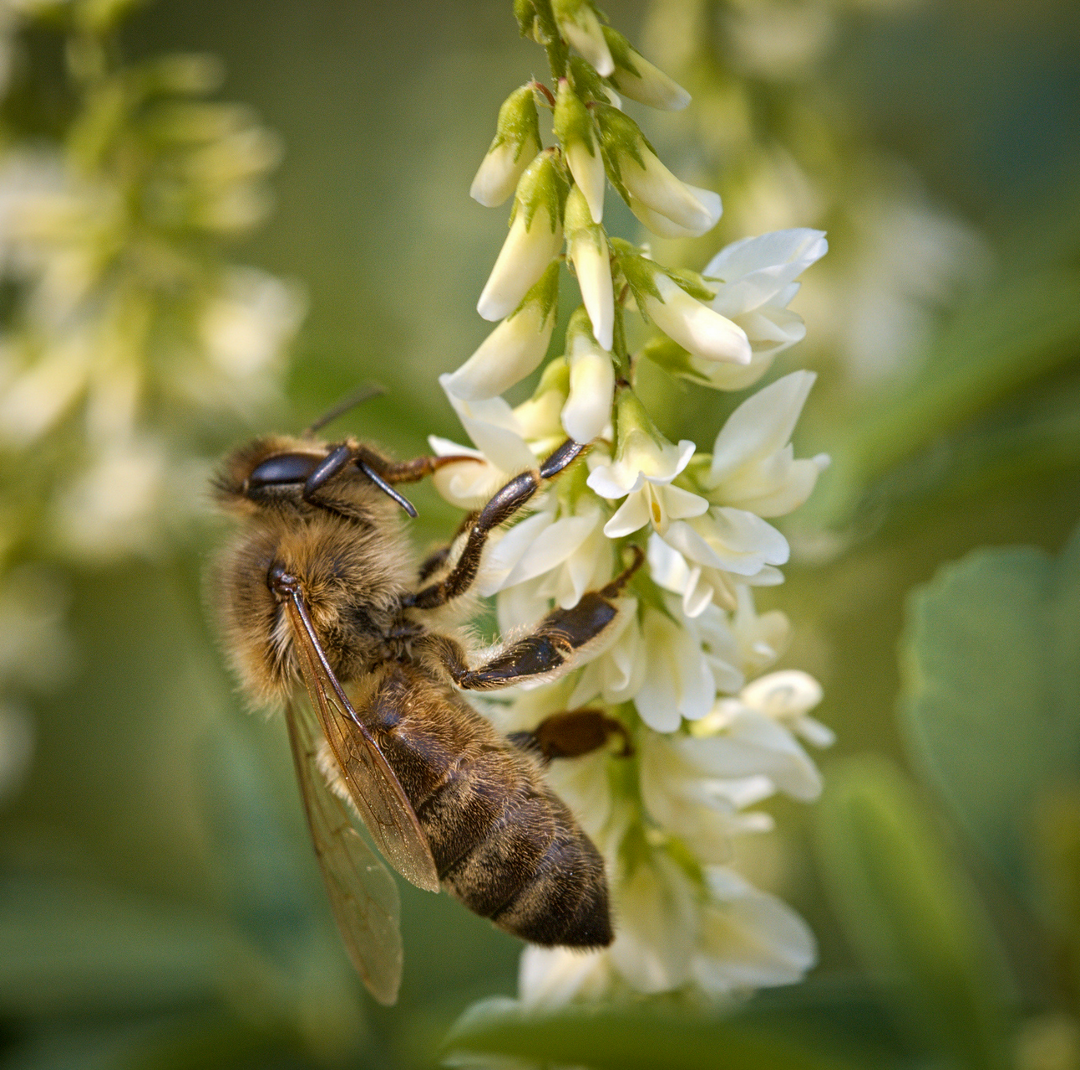 Hvid Stenkløver - Melilotus albus