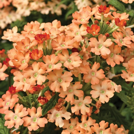 Aprikosfarvet verbena !  - Verbena hybrida nana compacta 'Apricot'