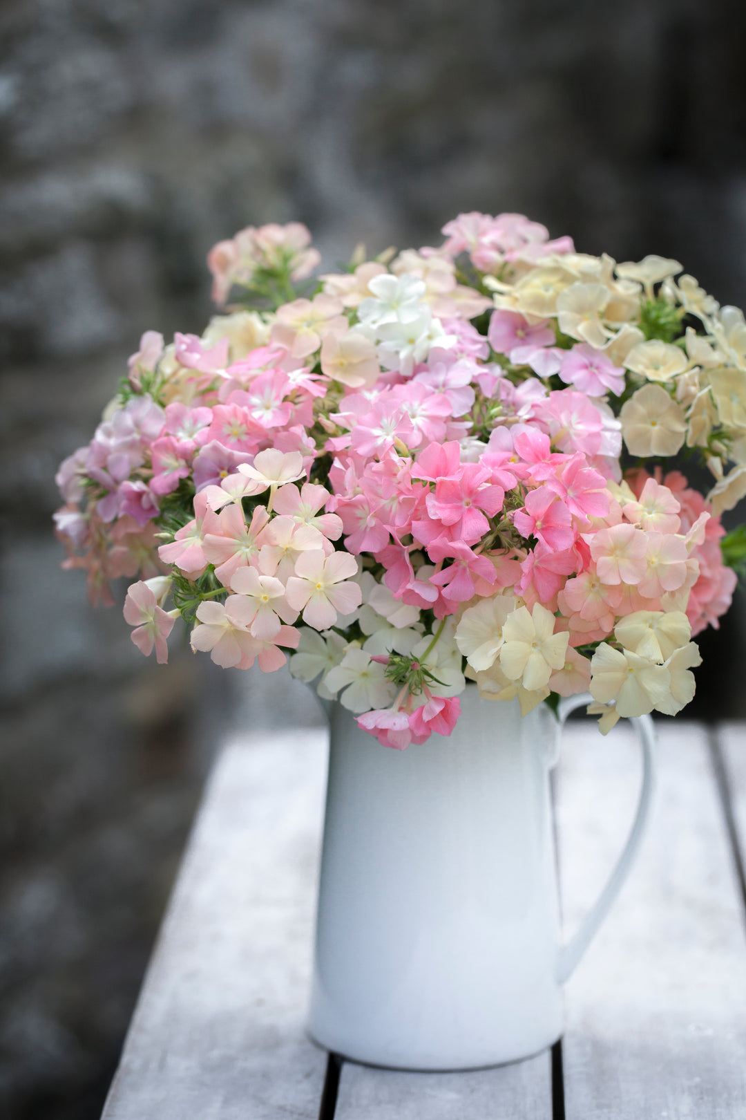 Phlox drummondii 'Phlox of Sheep'