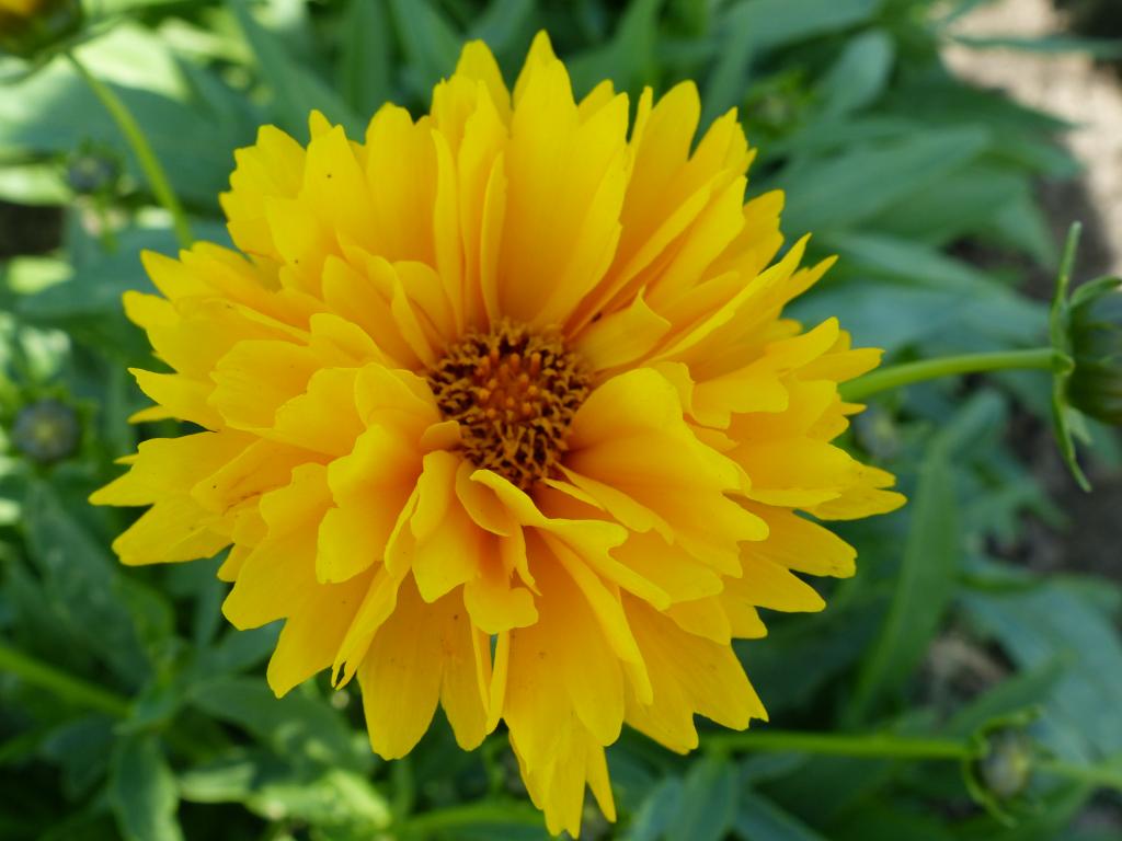 Skønhedsøje "Golden Globe" (Coreopsis grandiflora "Golden Globe")