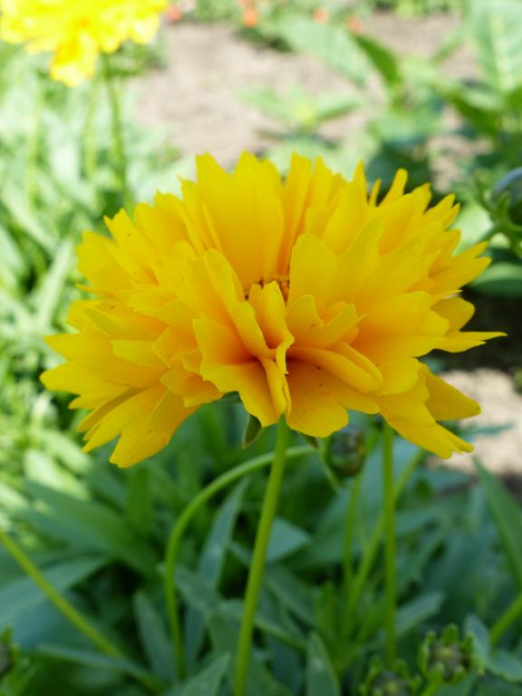 Skønhedsøje "Golden Globe" (Coreopsis grandiflora "Golden Globe")