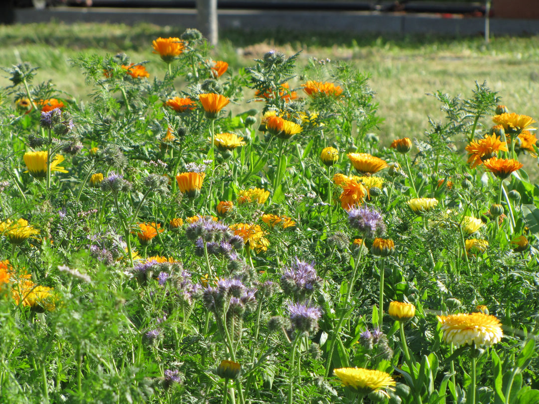Køkkenhavens biblomster i blomst