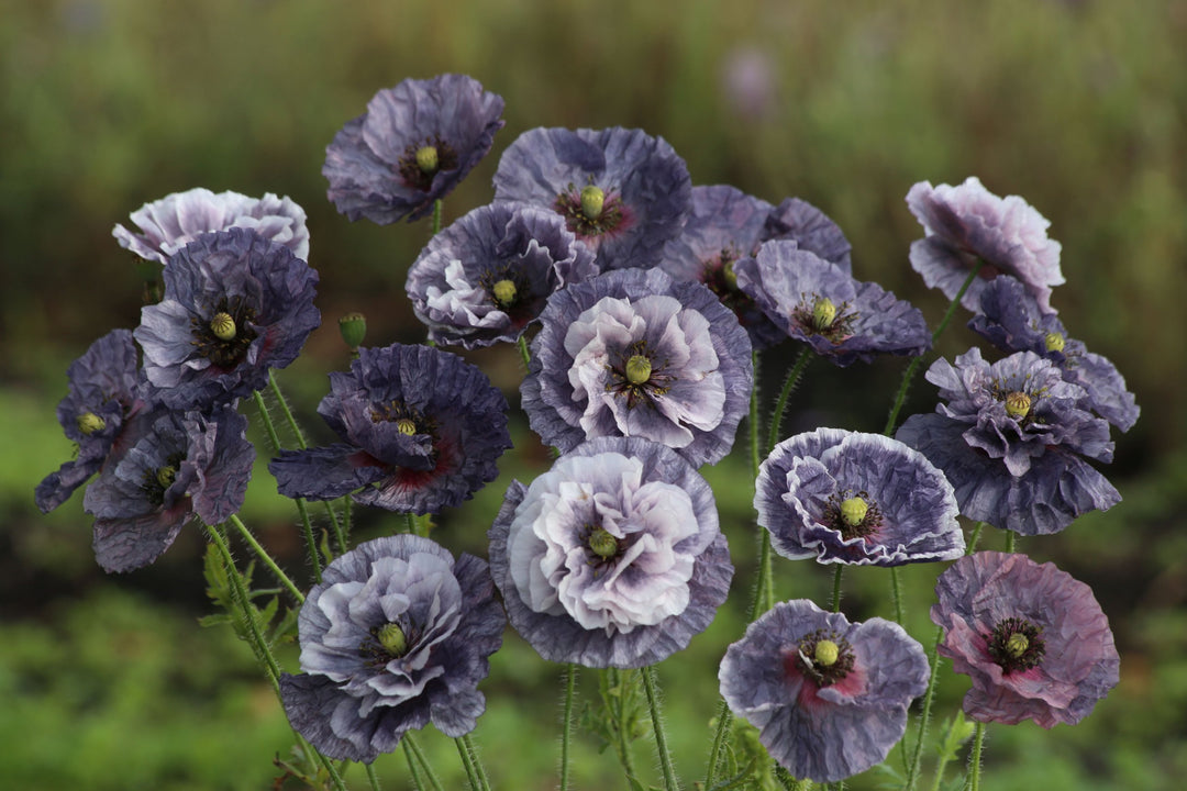 Kornvalmue 'Amazing Grey' (Papaver rhoeas) med grålilla, krøllede kronblade
