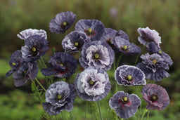 Kornvalmue 'Amazing Grey' – Papaver rhoeas