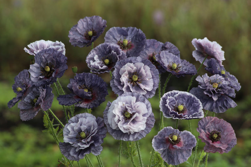 Kornvalmue 'Amazing Grey' (Papaver rhoeas) med grålilla, krøllede kronblade
