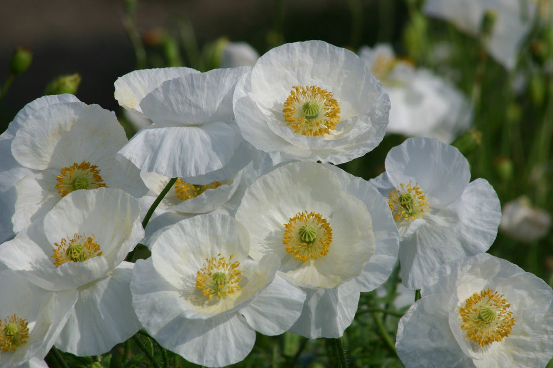 Hvide kornvalmuer 'Bridal Silk' (Papaver rhoeas) med gule støvdragere