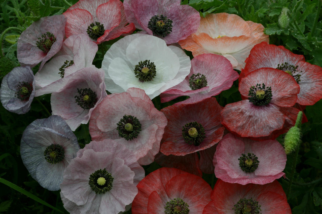 Kornvalmue 'Mother of Pearl' (Papaver rhoeas) i dæmpede grå, lilla og rosa toner