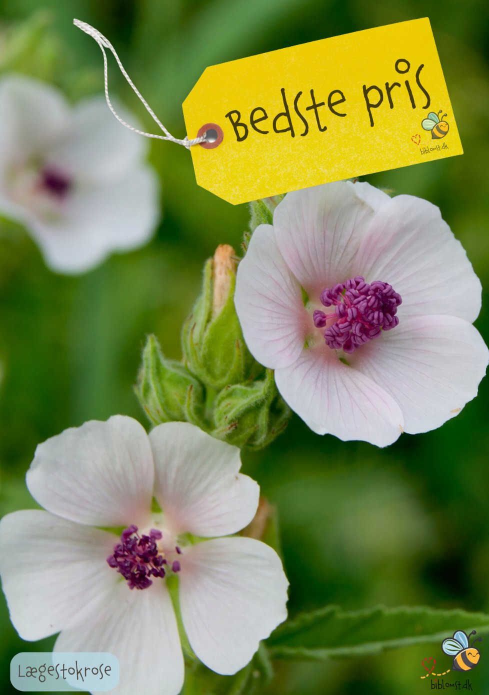 Lægestokrose - althaea officinalis