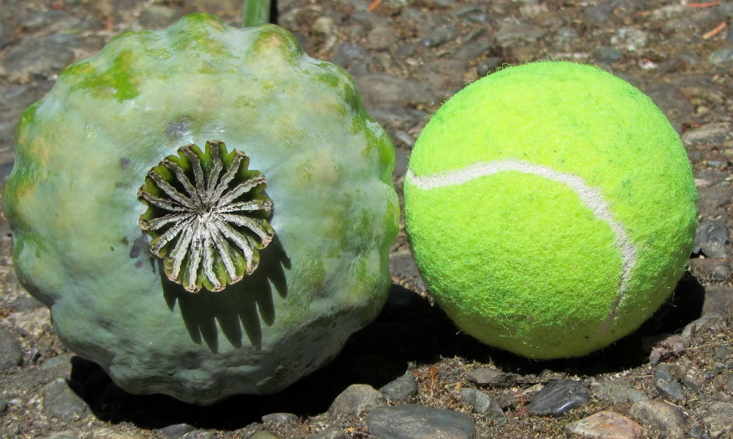 Valmue Gigant - Papaver Giganteum