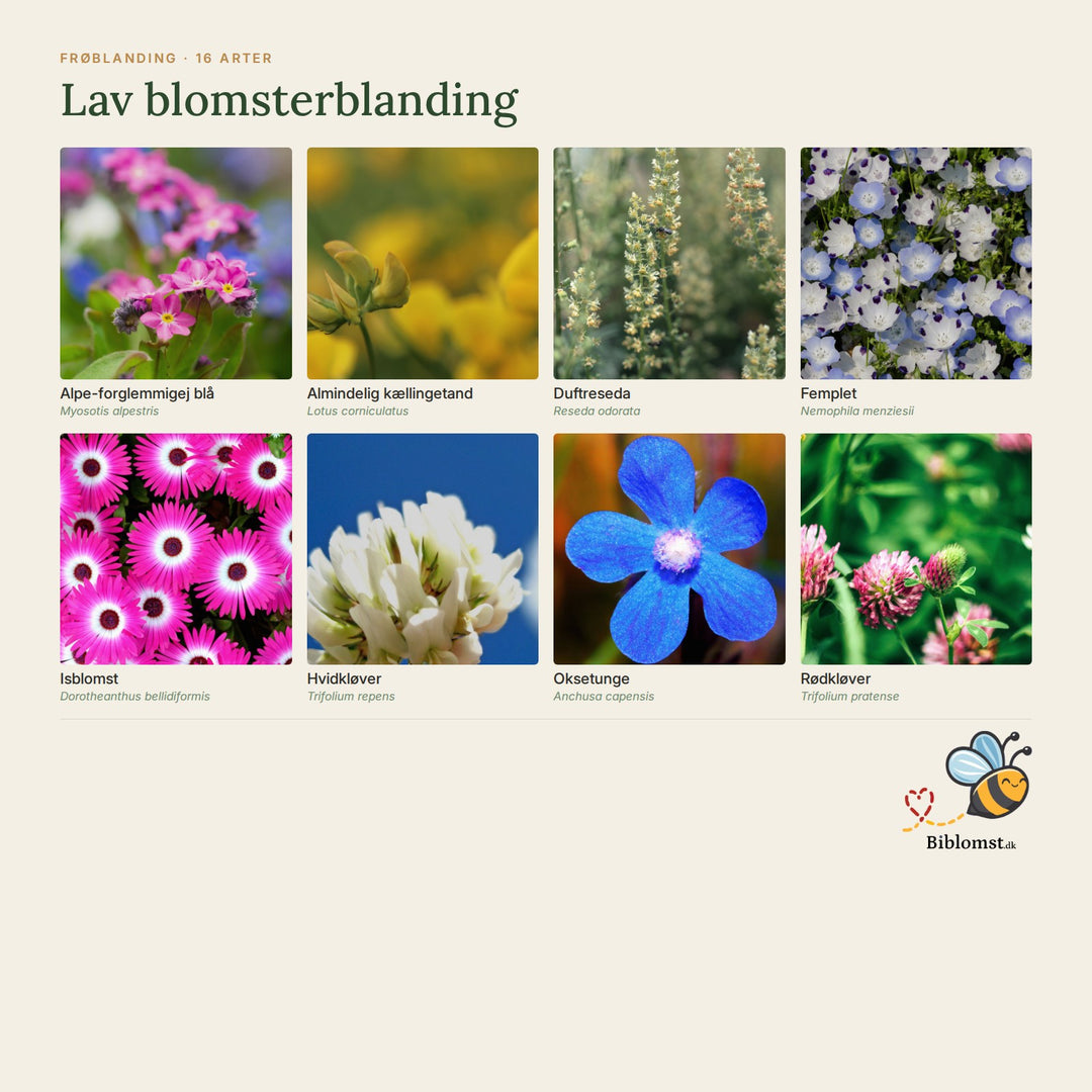 Biblomst lav blomsterblanding – oversigt over arterne i blandingen (1)