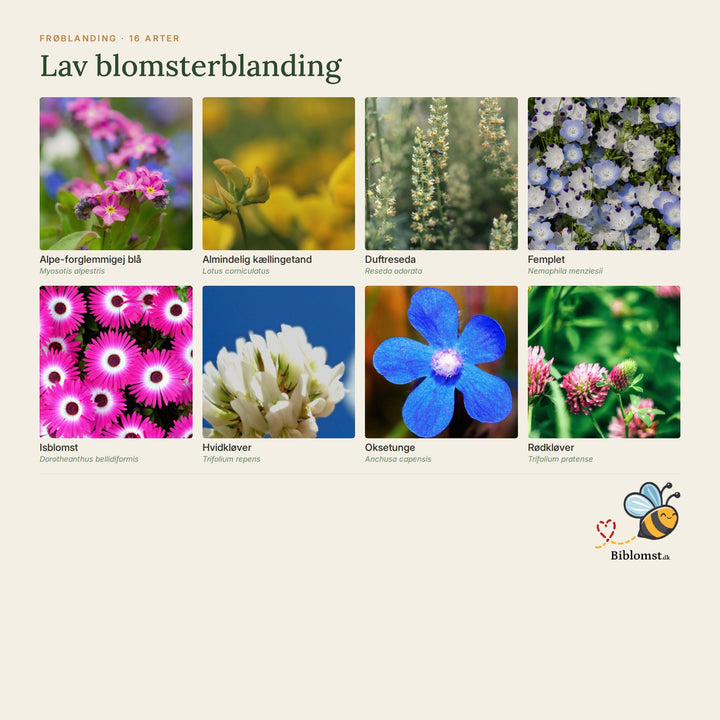 Biblomst lav blomsterblanding – oversigt over arterne i blandingen (1)