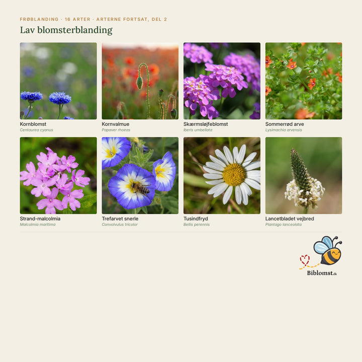 Biblomst lav blomsterblanding – oversigt over arterne i blandingen (2)