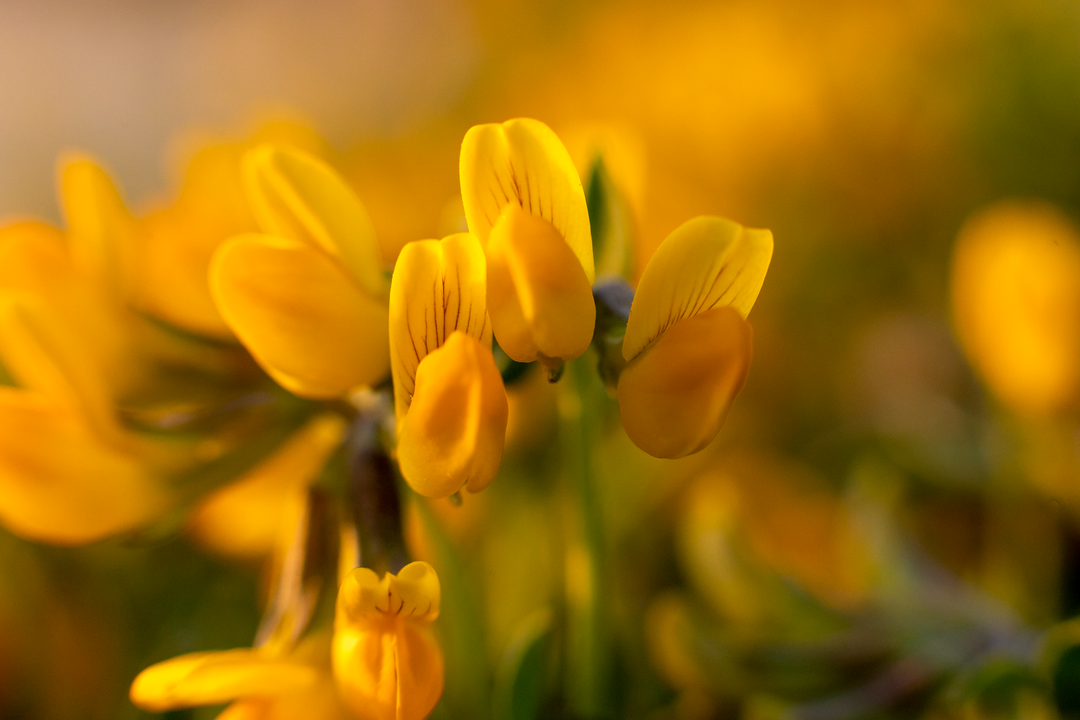 Kællingetand - Lotus corniculatus