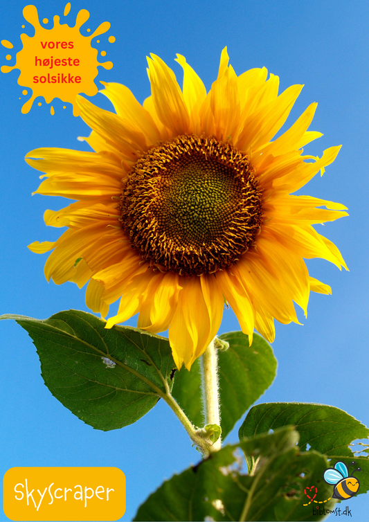 Kæmpesolsikken ‘Skyscraper’ – Helianthus annuus