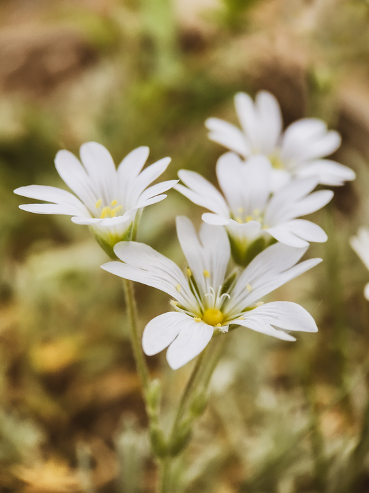 Hønsetarm - Cerastium tomentosum