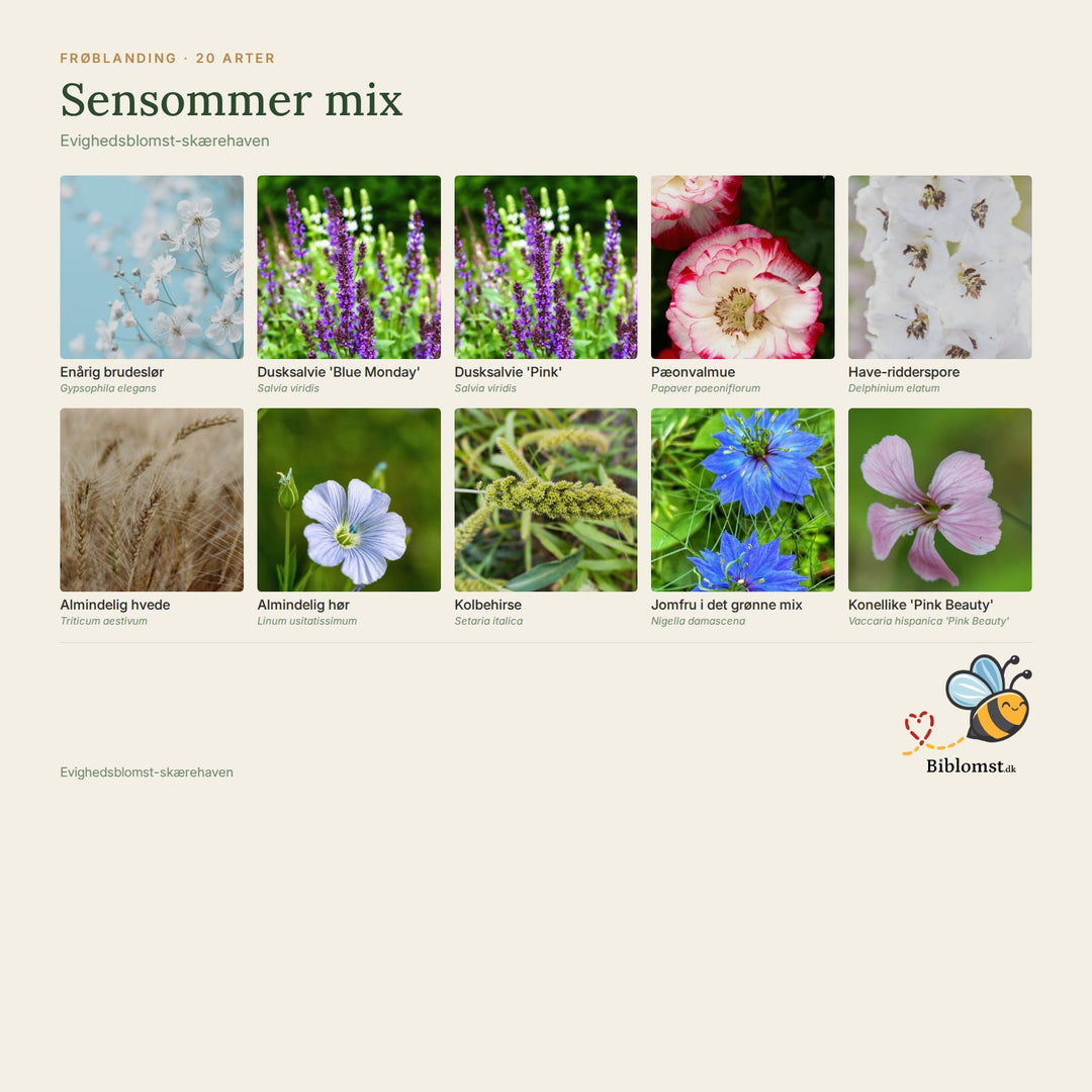 Biblomst Sensommer mix – oversigt over arterne i blandingen (1)