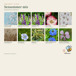 Biblomst Sensommer mix – evighedsblomst-skærehaven