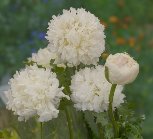 Pæonvalmue 'Double Cream' - Papaver paeoniflorum