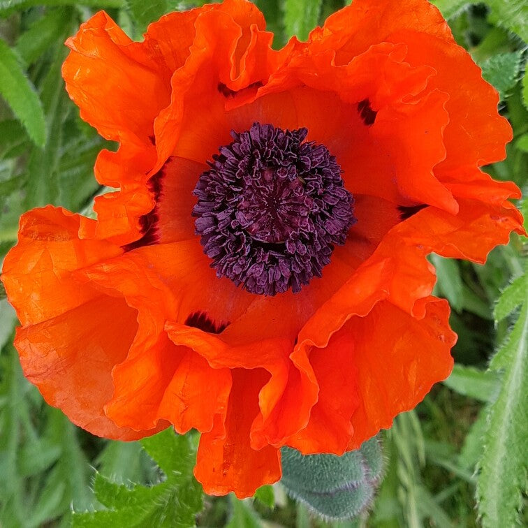 Valmue Gigant - Papaver Giganteum