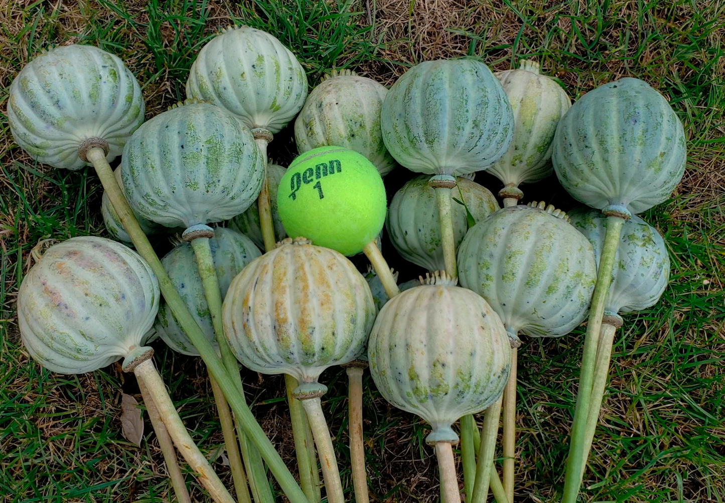 Valmue Gigant - Papaver Giganteum