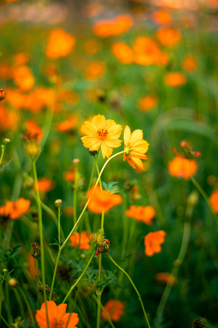 Cosmos sulphureus 'Bright Lights'