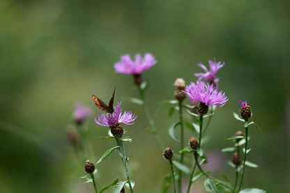 Almindelig knopurt – Centaurea jacea