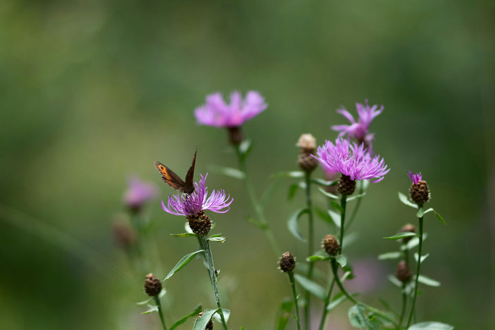 Almindelig knopurt – Centaurea jacea