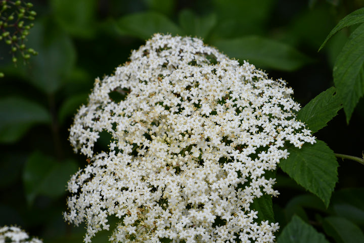 Almindelig hyld - Sambucus nigra